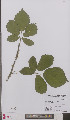  ( - L 0895896)  @11 [ ] CreativeCommons - Attribution Non-Commercial Share-Alike (2012) Naturalis Biodiversity center Naturalis Biodiversity center