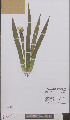  ( - L 0895917)  @11 [ ] CreativeCommons - Attribution Non-Commercial Share-Alike (2012) Naturalis Biodiversity center Naturalis Biodiversity center