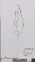  ( - L 0895923)  @11 [ ] CreativeCommons - Attribution Non-Commercial Share-Alike (2012) Naturalis Biodiversity center Naturalis Biodiversity center
