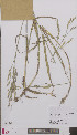  ( - L 0896019)  @11 [ ] CreativeCommons - Attribution Non-Commercial Share-Alike (2012) Naturalis Biodiversity center Naturalis Biodiversity center