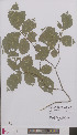  ( - L 0895990)  @11 [ ] CreativeCommons - Attribution Non-Commercial Share-Alike (2012) Naturalis Biodiversity center Naturalis Biodiversity center