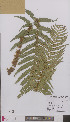  (Dryopteris caucasica - L 0895980)  @11 [ ] CreativeCommons - Attribution Non-Commercial Share-Alike (2012) Naturalis Biodiversity center Naturalis Biodiversity center