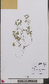  ( - L 0892609)  @11 [ ] CreativeCommons - Attribution Non-Commercial Share-Alike (2012) Naturalis Biodiversity center Naturalis Biodiversity center