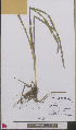  ( - L 0892593)  @11 [ ] CreativeCommons - Attribution Non-Commercial Share-Alike (2012) Naturalis Biodiversity center Naturalis Biodiversity center