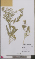  (Lepidium draba - L 0892571)  @11 [ ] CreativeCommons - Attribution Non-Commercial Share-Alike (2012) Naturalis Biodiversity center Naturalis Biodiversity center