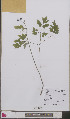  ( - L 0892557)  @11 [ ] CreativeCommons - Attribution Non-Commercial Share-Alike (2012) Naturalis Biodiversity center Naturalis Biodiversity center