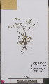  ( - L 0892646)  @11 [ ] CreativeCommons - Attribution Non-Commercial Share-Alike (2012) Naturalis Biodiversity center Naturalis Biodiversity center
