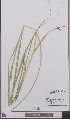  ( - L 0892635)  @11 [ ] CreativeCommons - Attribution Non-Commercial Share-Alike (2012) Naturalis Biodiversity center Naturalis Biodiversity center