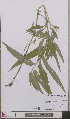  ( - L 0892634)  @11 [ ] CreativeCommons - Attribution Non-Commercial Share-Alike (2012) Naturalis Biodiversity center Naturalis Biodiversity center