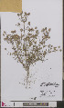 (Plantago arenaria - L 0892624)  @11 [ ] CreativeCommons - Attribution Non-Commercial Share-Alike (2012) Naturalis Biodiversity center Naturalis Biodiversity center