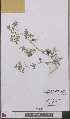  ( - L 0892620)  @11 [ ] CreativeCommons - Attribution Non-Commercial Share-Alike (2012) Naturalis Biodiversity center Naturalis Biodiversity center