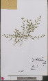  ( - L 0892406)  @11 [ ] CreativeCommons - Attribution Non-Commercial Share-Alike (2012) Naturalis Biodiversity center Naturalis Biodiversity center