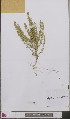  ( - L 0892408)  @11 [ ] CreativeCommons - Attribution Non-Commercial Share-Alike (2012) Naturalis Biodiversity center Naturalis Biodiversity center