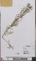  ( - L 0892381)  @11 [ ] CreativeCommons - Attribution Non-Commercial Share-Alike (2012) Naturalis Biodiversity center Naturalis Biodiversity center