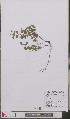  ( - L 0892451)  @11 [ ] CreativeCommons - Attribution Non-Commercial Share-Alike (2012) Naturalis Biodiversity center Naturalis Biodiversity center