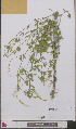  ( - L 0892454)  @11 [ ] CreativeCommons - Attribution Non-Commercial Share-Alike (2012) Naturalis Biodiversity center Naturalis Biodiversity center