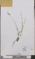  ( - L 0892458)  @11 [ ] CreativeCommons - Attribution Non-Commercial Share-Alike (2012) Naturalis Biodiversity center Naturalis Biodiversity center