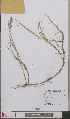  ( - L 0893268)  @11 [ ] CreativeCommons - Attribution Non-Commercial Share-Alike (2012) Naturalis Biodiversity center Naturalis Biodiversity center
