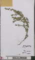  (Ononis spinosa subsp. spinosa - L 0893253)  @11 [ ] CreativeCommons - Attribution Non-Commercial Share-Alike (2012) Naturalis Biodiversity center Naturalis Biodiversity center