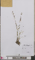  ( - L 0893244)  @11 [ ] CreativeCommons - Attribution Non-Commercial Share-Alike (2012) Naturalis Biodiversity center Naturalis Biodiversity center