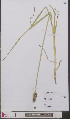  ( - L 0893304)  @11 [ ] CreativeCommons - Attribution Non-Commercial Share-Alike (2012) Naturalis Biodiversity center Naturalis Biodiversity center