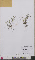  ( - L 0893313)  @11 [ ] CreativeCommons - Attribution Non-Commercial Share-Alike (2012) Naturalis Biodiversity center Naturalis Biodiversity center