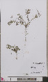  ( - L 0893288)  @11 [ ] CreativeCommons - Attribution Non-Commercial Share-Alike (2012) Naturalis Biodiversity center Naturalis Biodiversity center