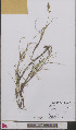  ( - L 0893285)  @11 [ ] CreativeCommons - Attribution Non-Commercial Share-Alike (2012) Naturalis Biodiversity center Naturalis Biodiversity center