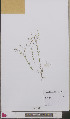  ( - L 0893278)  @11 [ ] CreativeCommons - Attribution Non-Commercial Share-Alike (2012) Naturalis Biodiversity center Naturalis Biodiversity center
