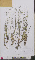  ( - L 0893343)  @11 [ ] CreativeCommons - Attribution Non-Commercial Share-Alike (2012) Naturalis Biodiversity center Naturalis Biodiversity center
