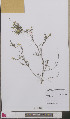  ( - L 0893331)  @11 [ ] CreativeCommons - Attribution Non-Commercial Share-Alike (2012) Naturalis Biodiversity center Naturalis Biodiversity center