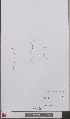  ( - L 0893544)  @11 [ ] CreativeCommons - Attribution Non-Commercial Share-Alike (2012) Naturalis Biodiversity center Naturalis Biodiversity center