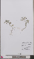  (Solanum triflorum - L 0893557)  @11 [ ] CreativeCommons - Attribution Non-Commercial Share-Alike (2012) Naturalis Biodiversity center Naturalis Biodiversity center