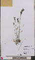  ( - L 0893559)  @11 [ ] CreativeCommons - Attribution Non-Commercial Share-Alike (2012) Naturalis Biodiversity center Naturalis Biodiversity center