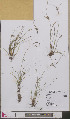  ( - L 0893566)  @11 [ ] CreativeCommons - Attribution Non-Commercial Share-Alike (2012) Naturalis Biodiversity center Naturalis Biodiversity center