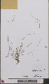  ( - L 0893590)  @11 [ ] CreativeCommons - Attribution Non-Commercial Share-Alike (2012) Naturalis Biodiversity center Naturalis Biodiversity center