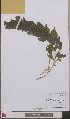  ( - L 0893354)  @11 [ ] CreativeCommons - Attribution Non-Commercial Share-Alike (2012) Naturalis Biodiversity center Naturalis Biodiversity center