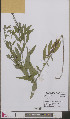  ( - L 0893369)  @11 [ ] CreativeCommons - Attribution Non-Commercial Share-Alike (2012) Naturalis Biodiversity center Naturalis Biodiversity center