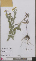  ( - L 0893376)  @11 [ ] CreativeCommons - Attribution Non-Commercial Share-Alike (2012) Naturalis Biodiversity center Naturalis Biodiversity center