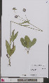  ( - L 0893373)  @11 [ ] CreativeCommons - Attribution Non-Commercial Share-Alike (2012) Naturalis Biodiversity center Naturalis Biodiversity center