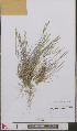  ( - L 0893225)  @11 [ ] CreativeCommons - Attribution Non-Commercial Share-Alike (2012) Naturalis Biodiversity center Naturalis Biodiversity center