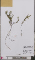  ( - L 0893221)  @11 [ ] CreativeCommons - Attribution Non-Commercial Share-Alike (2012) Naturalis Biodiversity center Naturalis Biodiversity center