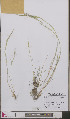  ( - L 0893208)  @11 [ ] CreativeCommons - Attribution Non-Commercial Share-Alike (2012) Naturalis Biodiversity center Naturalis Biodiversity center