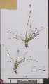  ( - L 0893197)  @11 [ ] CreativeCommons - Attribution Non-Commercial Share-Alike (2012) Naturalis Biodiversity center Naturalis Biodiversity center
