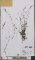  ( - L 0893195)  @11 [ ] CreativeCommons - Attribution Non-Commercial Share-Alike (2012) Naturalis Biodiversity center Naturalis Biodiversity center