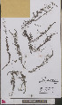  ( - L 0893190)  @11 [ ] CreativeCommons - Attribution Non-Commercial Share-Alike (2012) Naturalis Biodiversity center Naturalis Biodiversity center