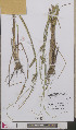  ( - L 0893189)  @11 [ ] CreativeCommons - Attribution Non-Commercial Share-Alike (2012) Naturalis Biodiversity center Naturalis Biodiversity center
