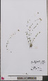  ( - L 0893405)  @11 [ ] CreativeCommons - Attribution Non-Commercial Share-Alike (2012) Naturalis Biodiversity center Naturalis Biodiversity center