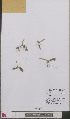  ( - L 0893403)  @11 [ ] CreativeCommons - Attribution Non-Commercial Share-Alike (2012) Naturalis Biodiversity center Naturalis Biodiversity center
