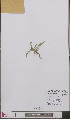  ( - L 0893482)  @11 [ ] CreativeCommons - Attribution Non-Commercial Share-Alike (2012) Naturalis Biodiversity center Naturalis Biodiversity center